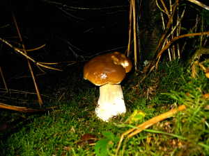  Boletus in foam